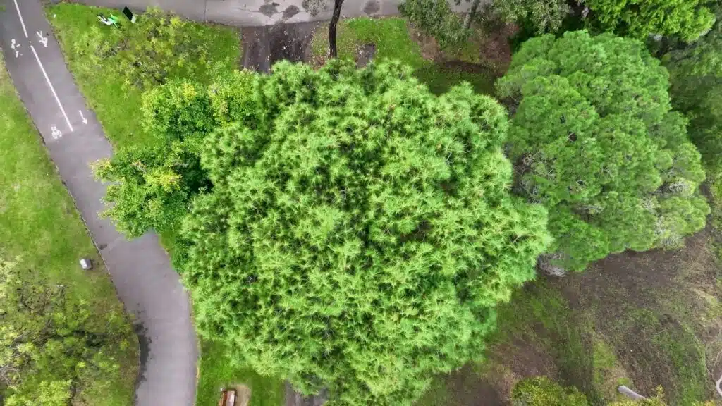 tree top view taken using a drone during a tree safety audit assessment